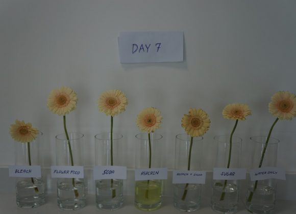 Dubai Flower experiment: How to Make Flowers Last Longer? Dubai Flower experiment: How to Make Flowers Last Longer?