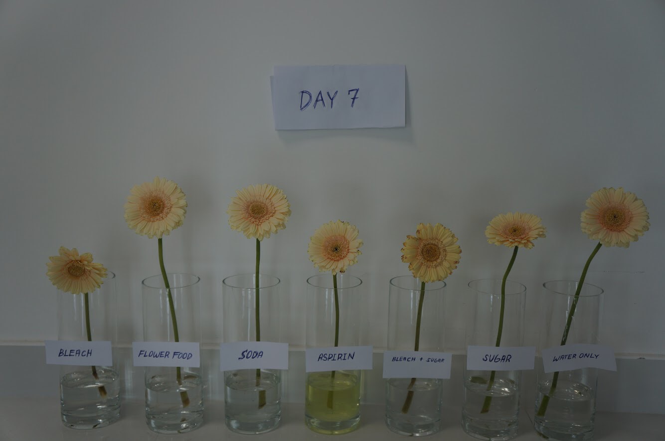 The Flowerful Project How To Make Flowers Last Longer