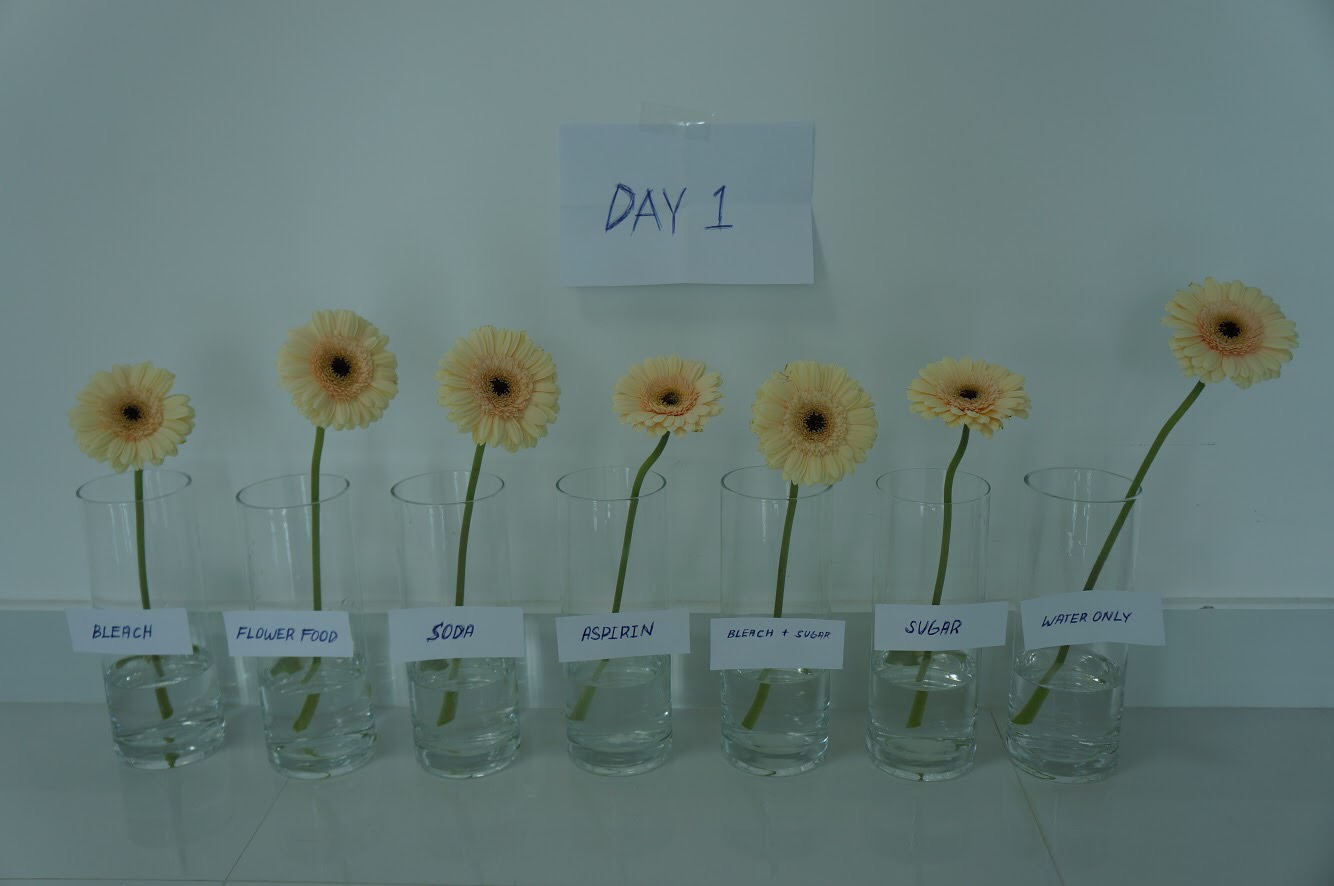 The Flowerful Project How To Make Flowers Last Longer