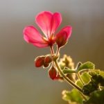 Hind M - The Flowerful Project